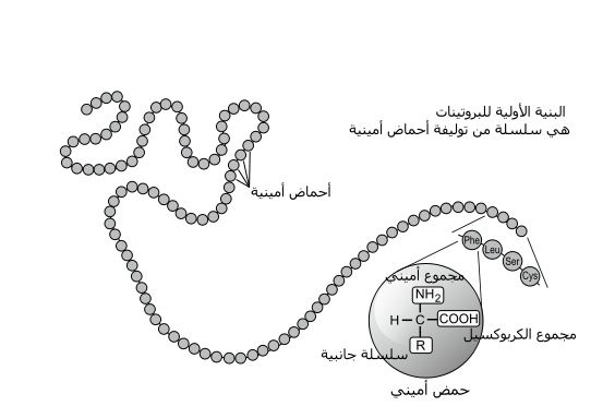 بروتين